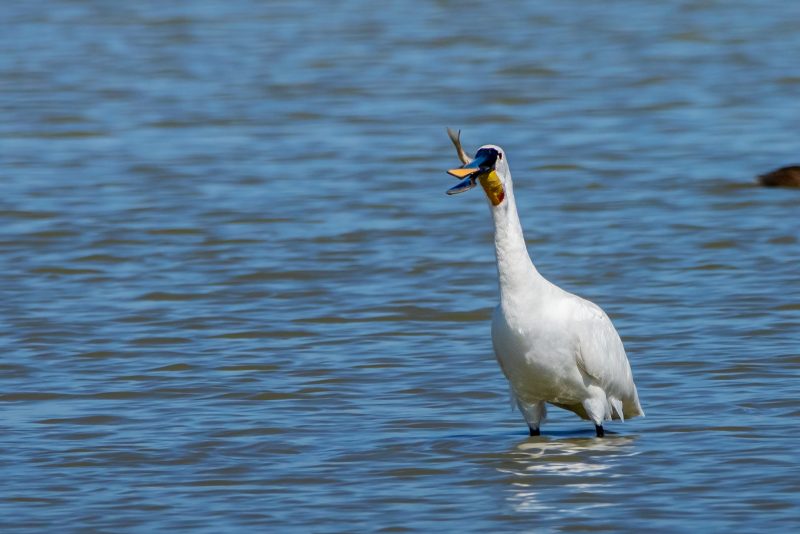 Spatule blanche mangeant un poisson